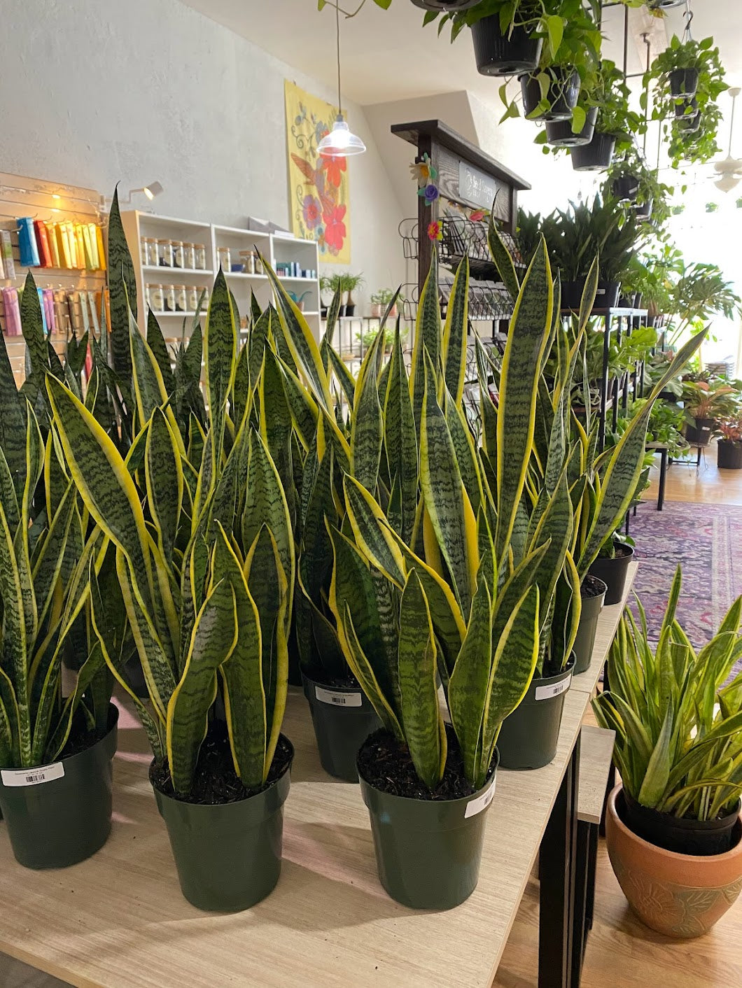 large snake plant nz Sansevieria laurentii 'Snake Plant' – Snakeroot Botanicals