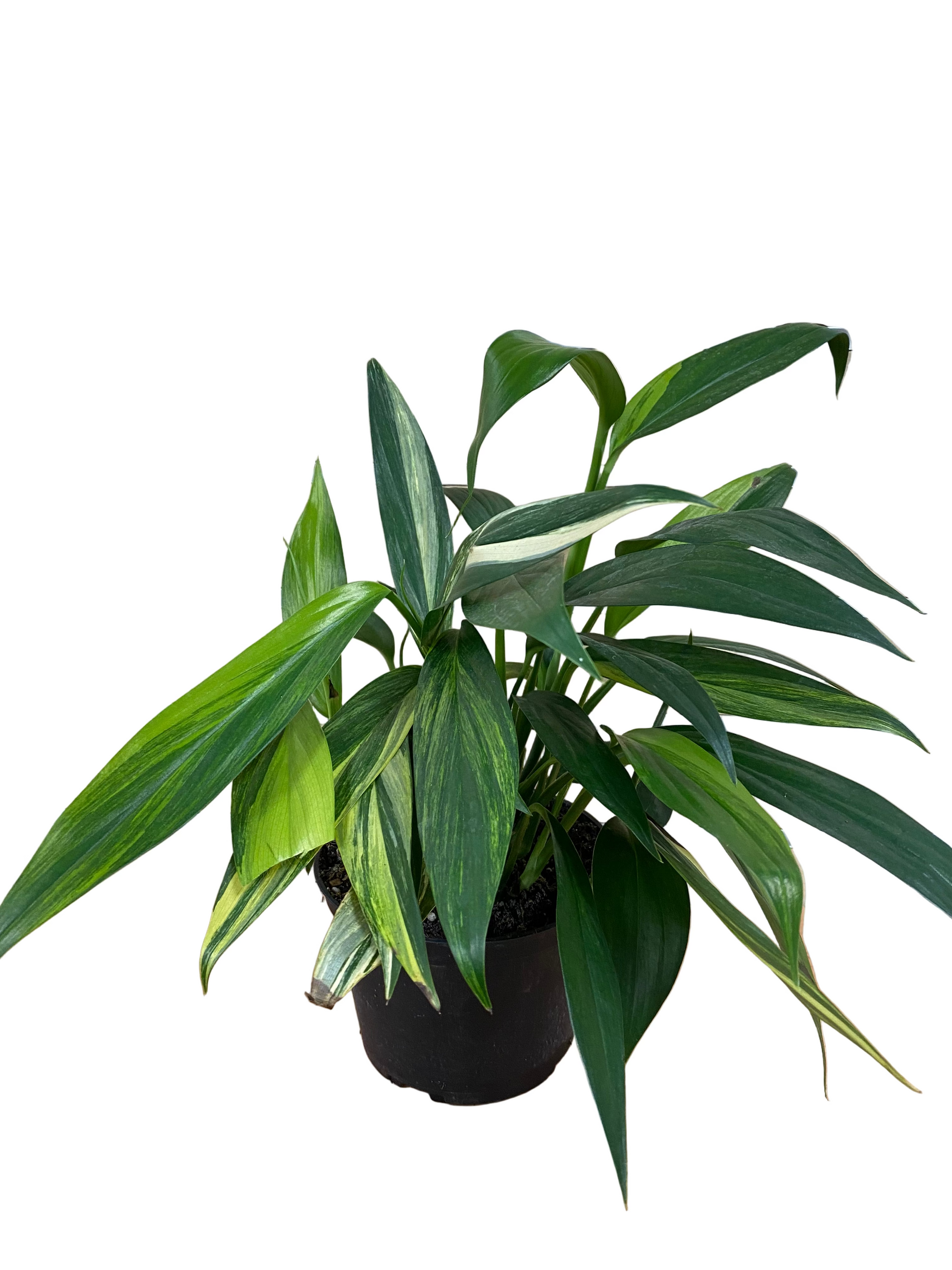 philodendron amplissimum variegated Epipremnum amplissimum 'Variegated'