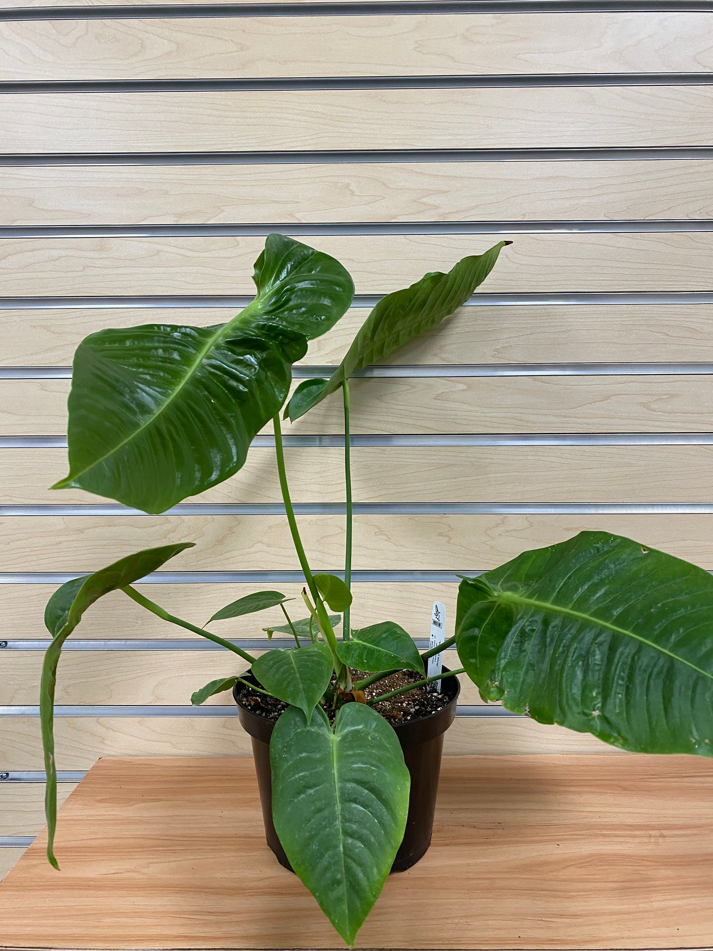 Anthurium veitchii 'King'