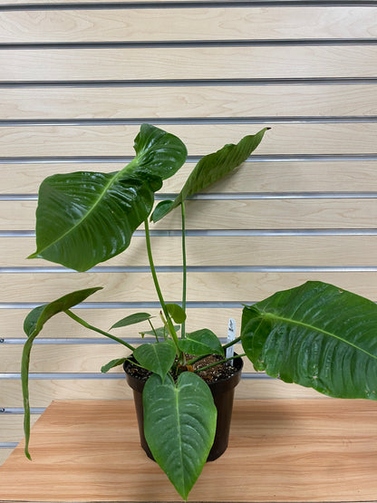 Anthurium veitchii 'King'