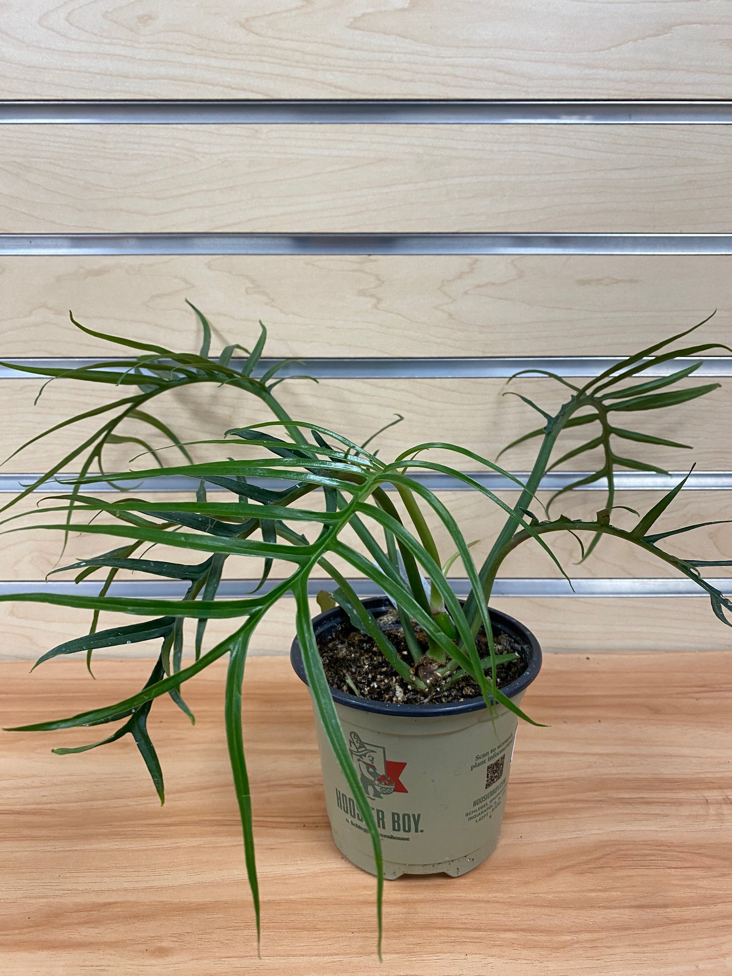 Philodendron 'Tortum'