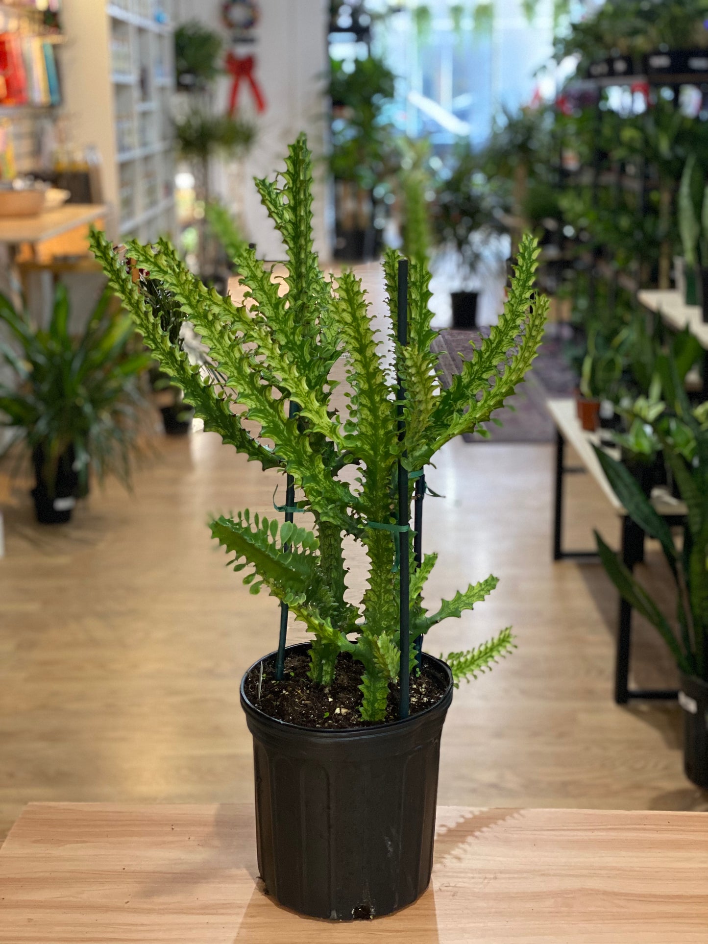 Euphorbia trigona 'Varg African Milk Tree'