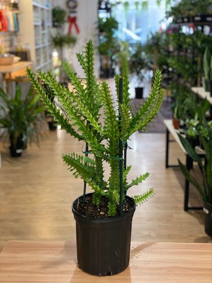 Euphorbia trigona 'Varg African Milk Tree'