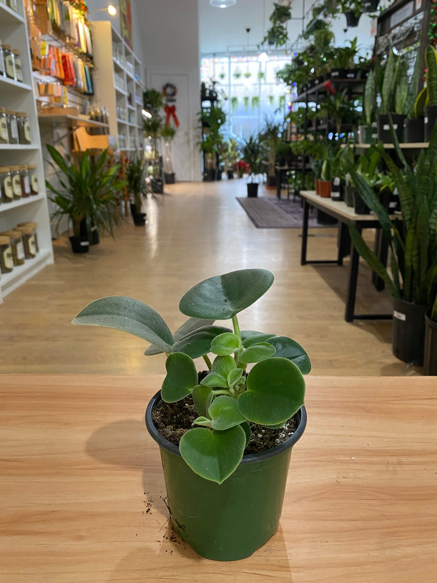 Peperomia incana 'Felted Peperomia'