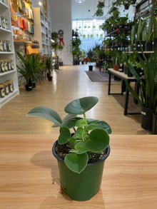 Peperomia incana 'Felted Peperomia'