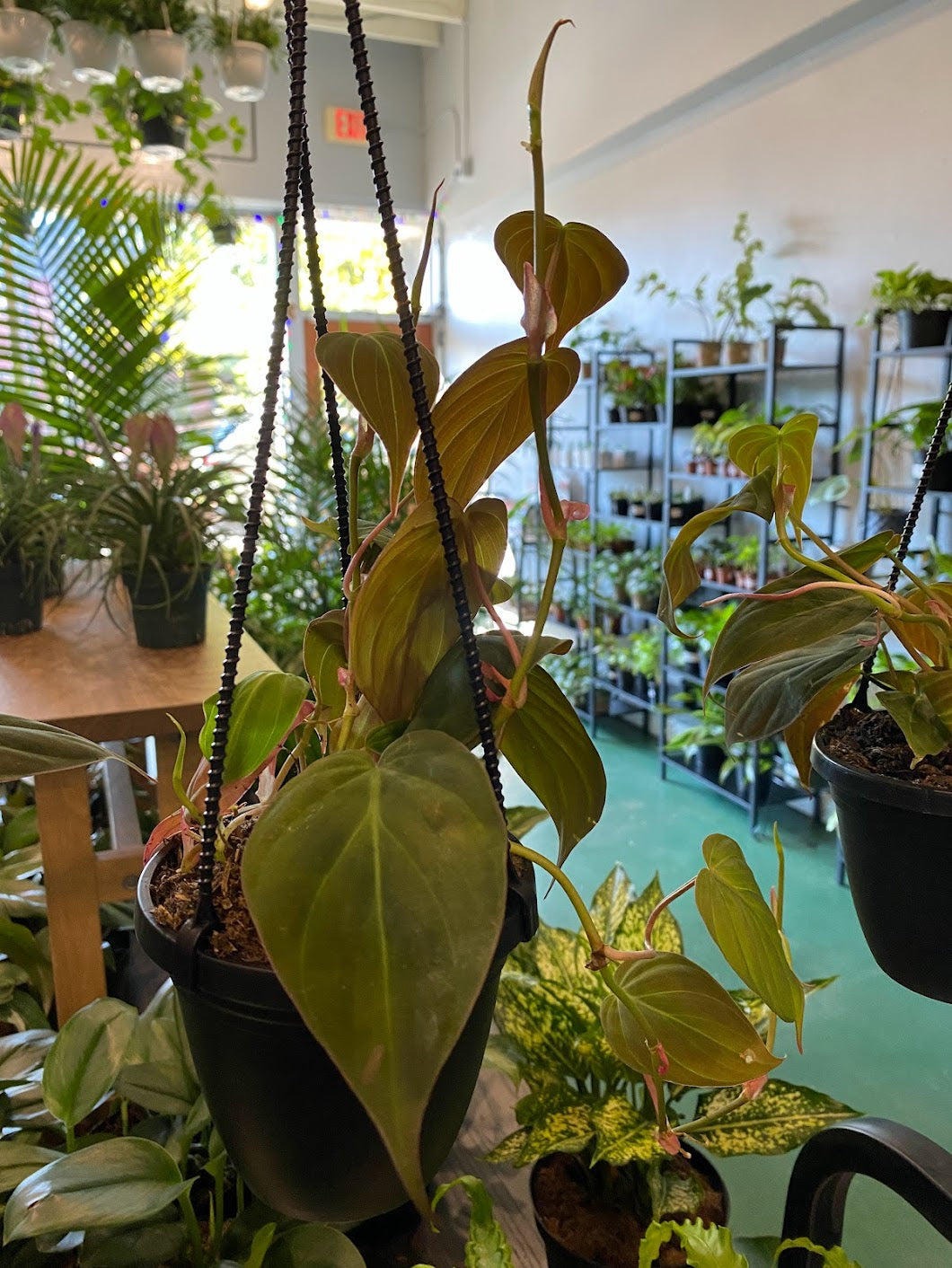 Philodendron 'Micans' – Snakeroot Botanicals