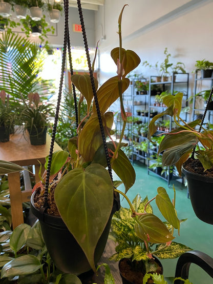 Philodendron 'Micans'