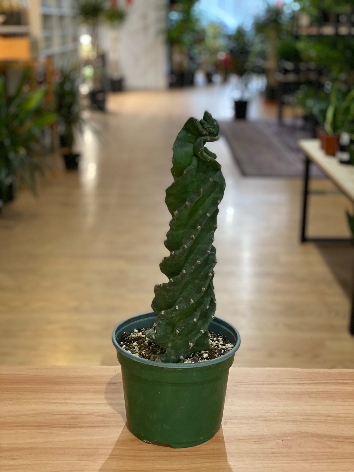Cereus forbesii 'Spiralis'