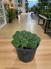 Euphorbia meloformis 'Melon Spurge'