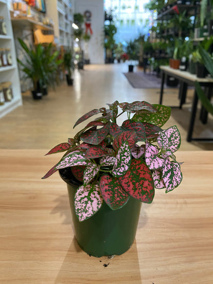Hypoestes Phyllostachya 'Polka Dot Plant'