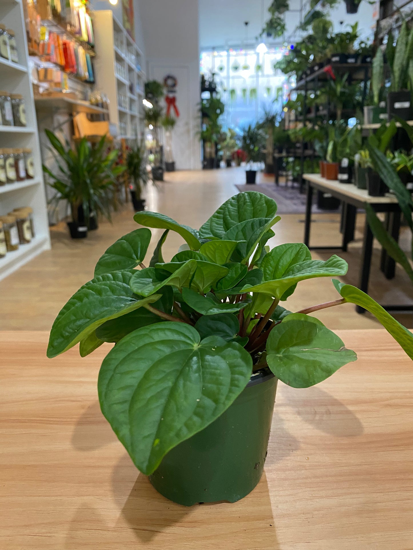 Peperomia 'Rana Verde'