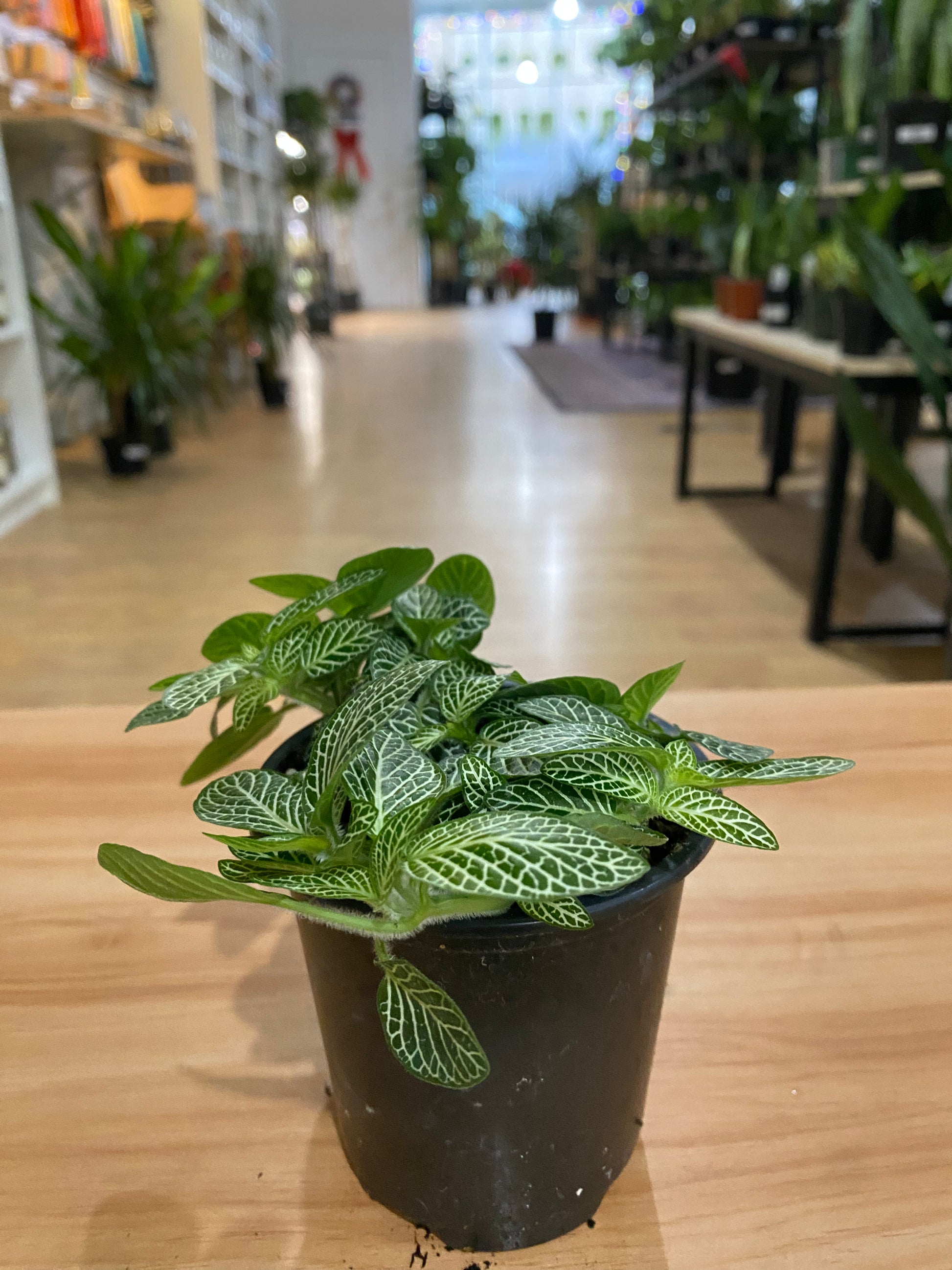 nerve plant indoor Fittonia Albivenis ‘White Nerve Plant’