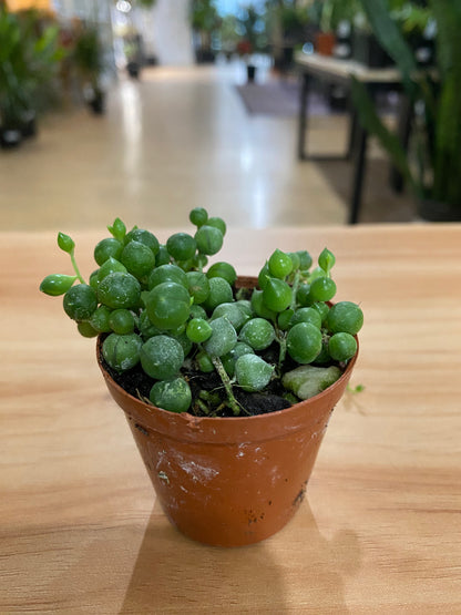 Senecio rowleyanus 'String of Pearls'