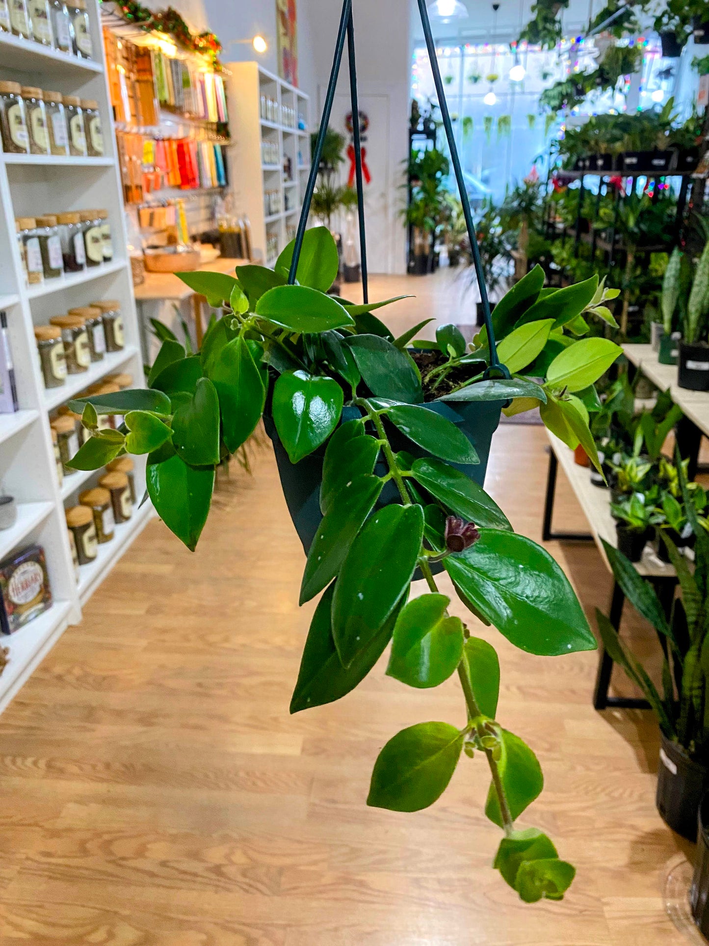 Aeschynanthus 'Lipstick Plant'