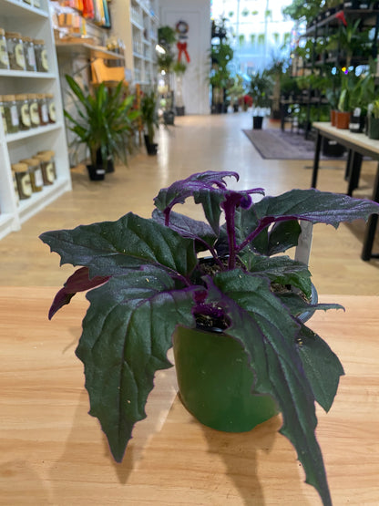 Gynura Aurantiaca 'Purple Passion'