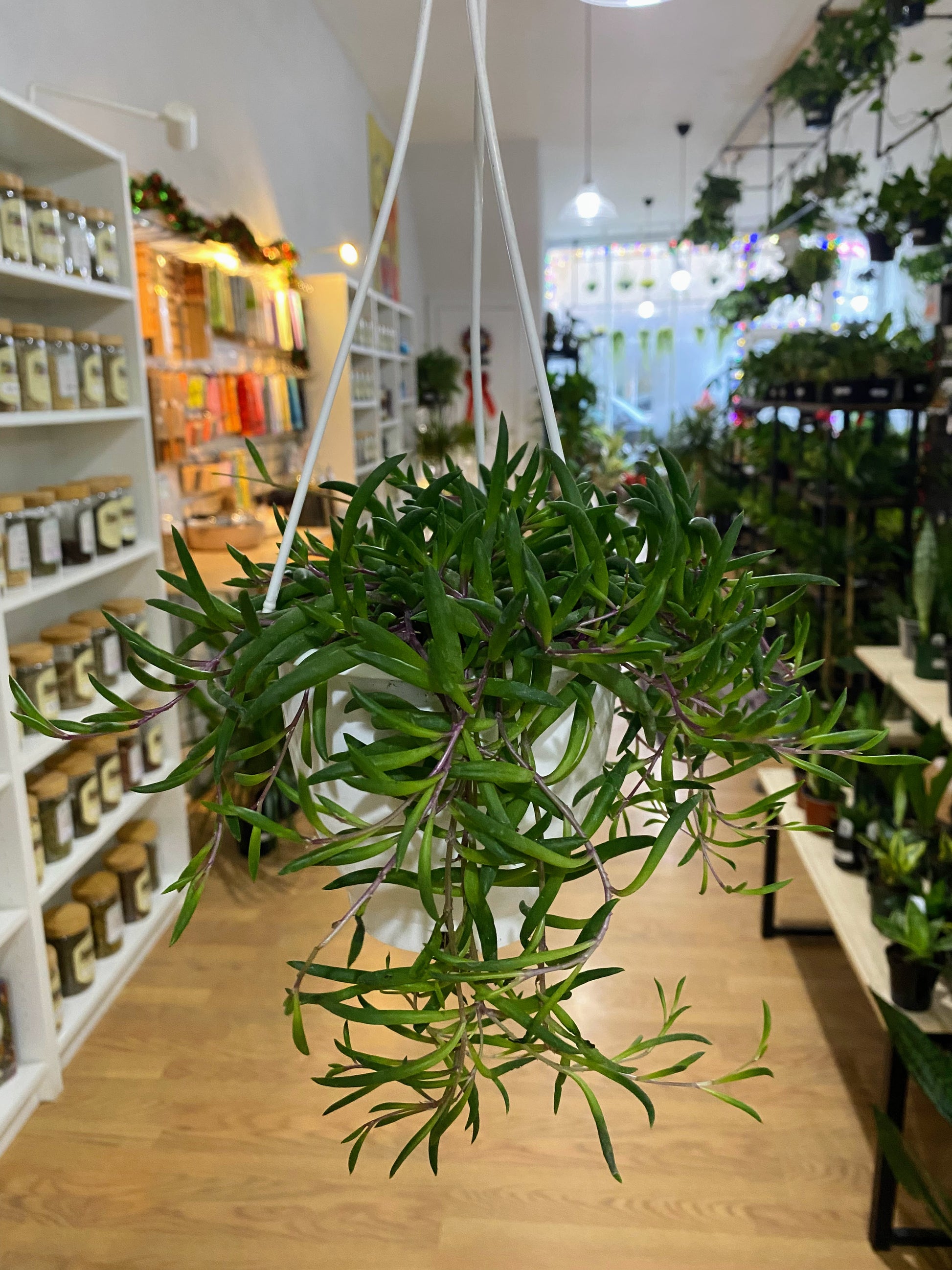 ruby hanging plant Othonna capensis 'Ruby Necklace'