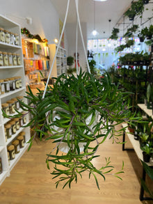 Othonna capensis 'Ruby Necklace'