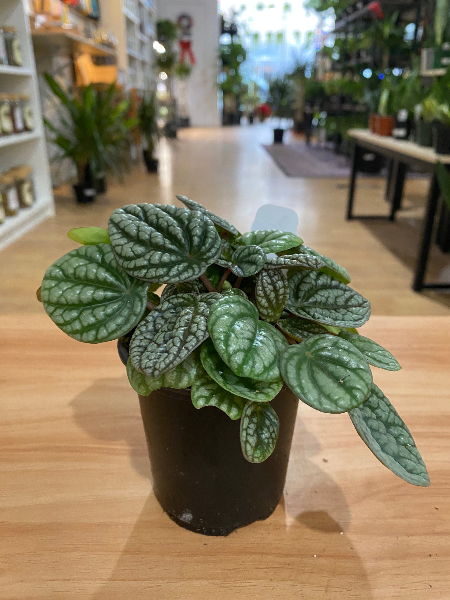 Peperomia 'Burbella'