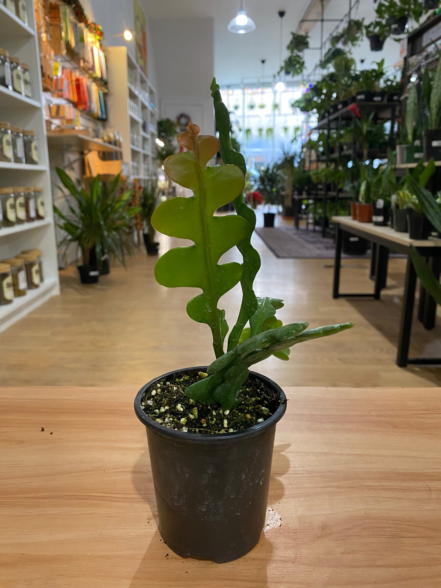 Disocactus anguliger ’Fishbone Cactus’