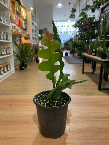 Disocactus anguliger ’Fishbone Cactus’