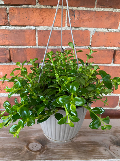 Nematanthus 'Goldfish Plant'