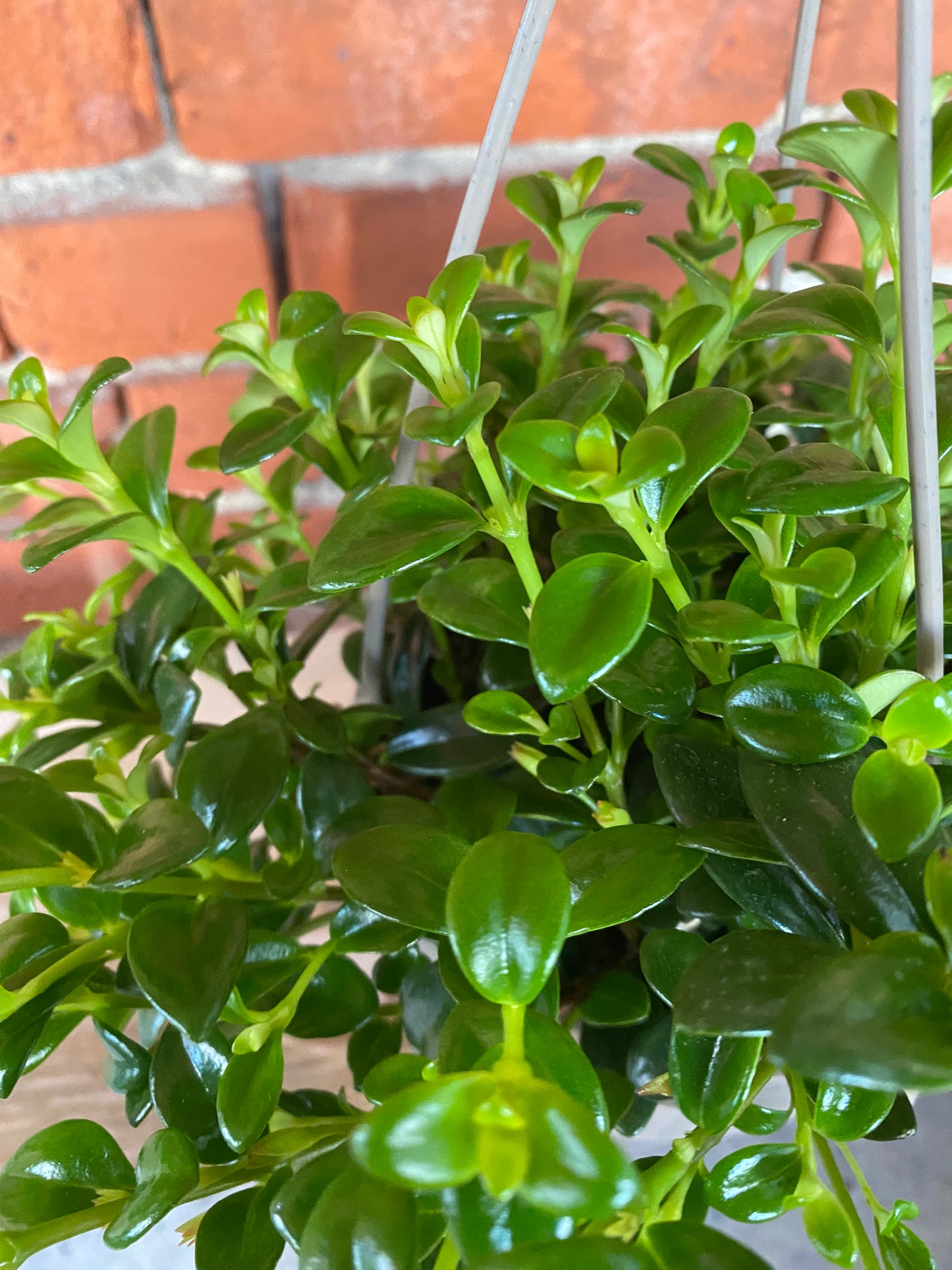 Nematanthus 'Goldfish Plant'
