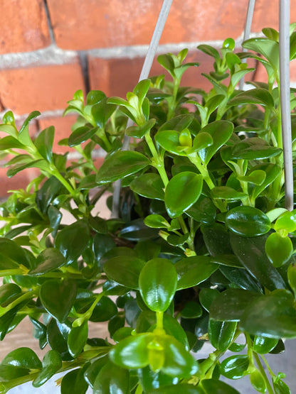 Nematanthus 'Goldfish Plant'
