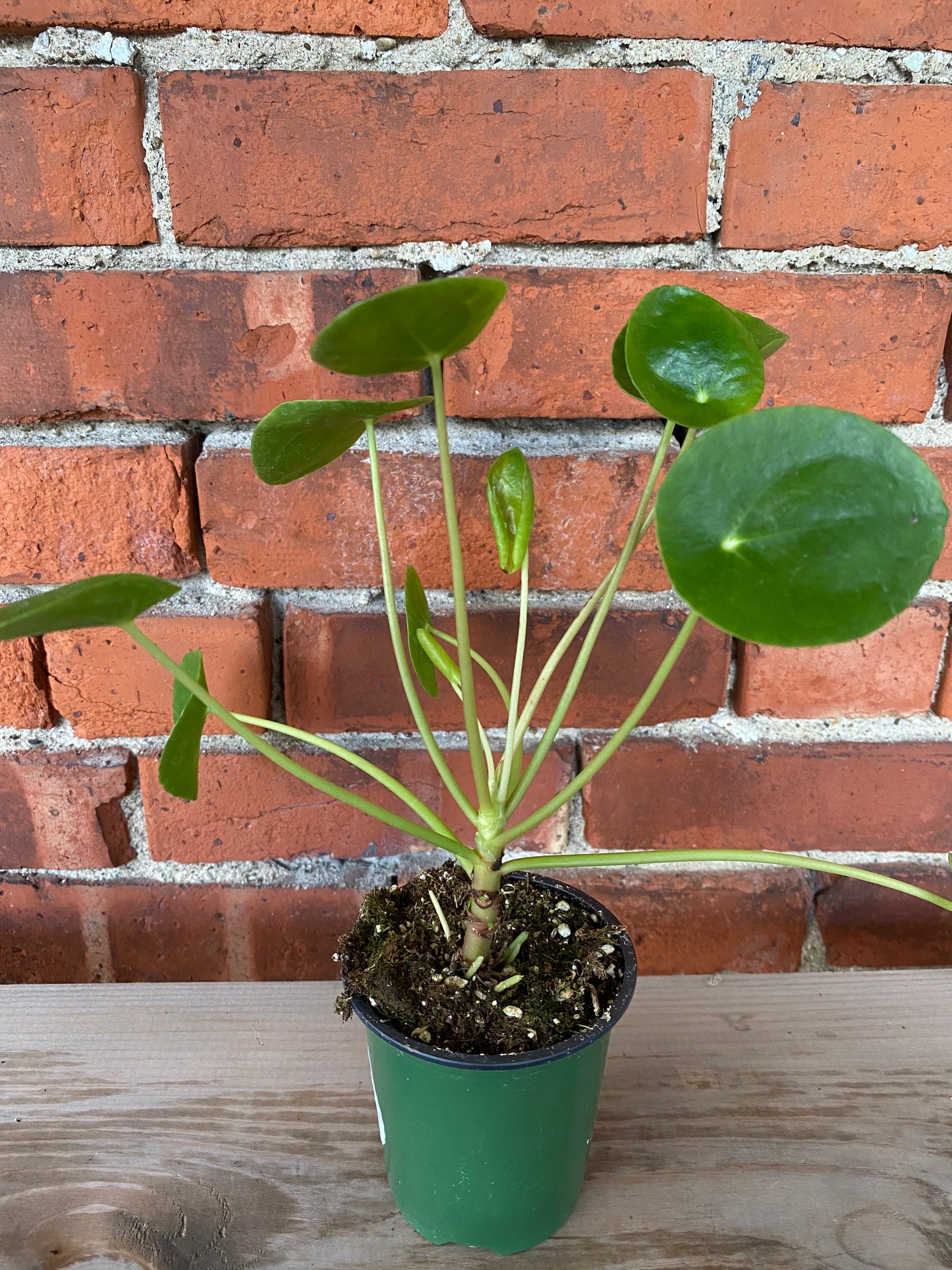 Pilea peperomiodes 'Chinese Money Plant'
