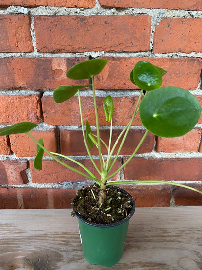 Pilea peperomiodes 'Chinese Money Plant'