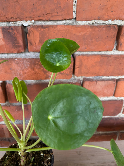 Pilea peperomiodes 'Chinese Money Plant'