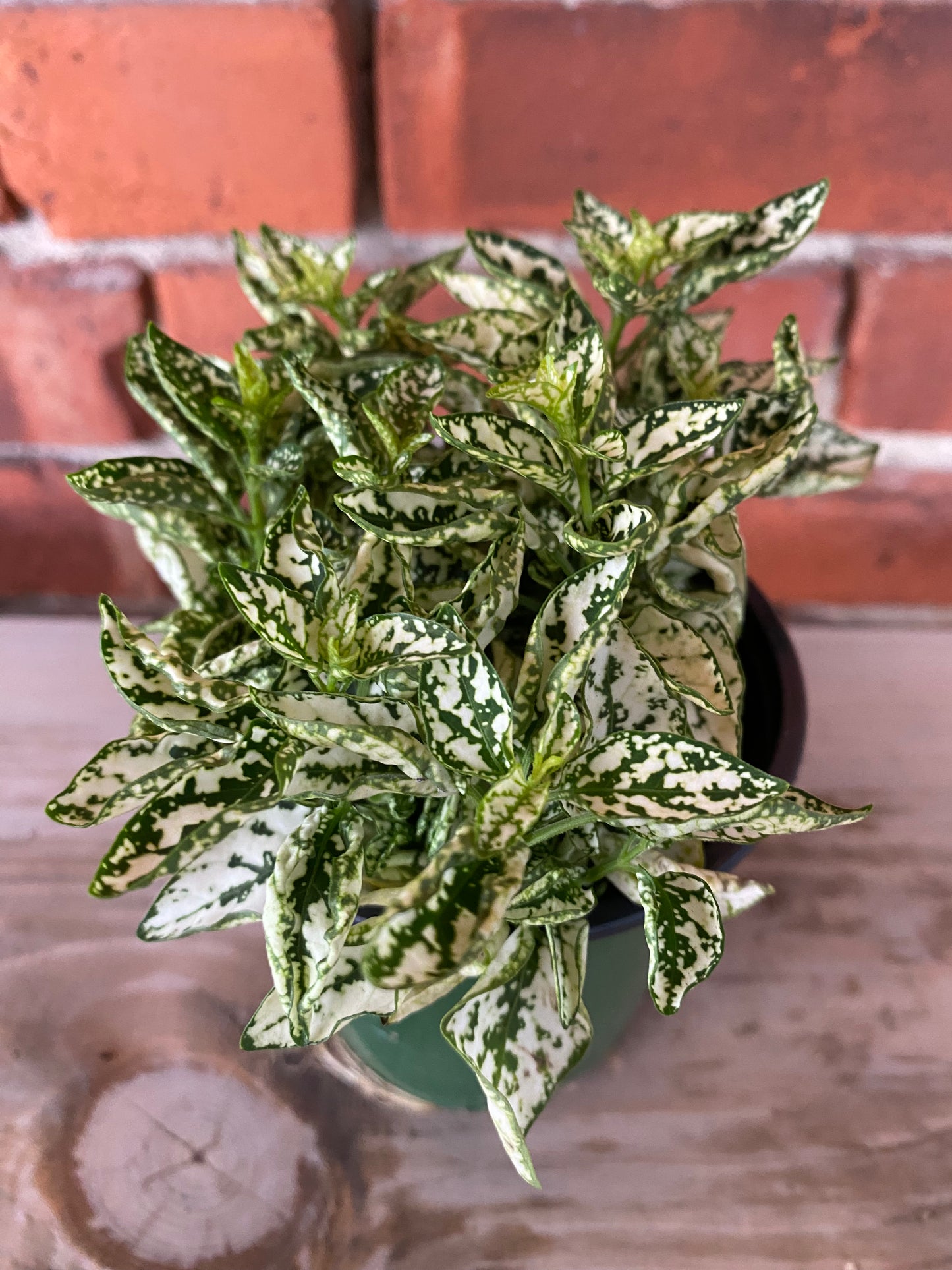 Hypoestes Phyllostachya 'Polka Dot Plant'
