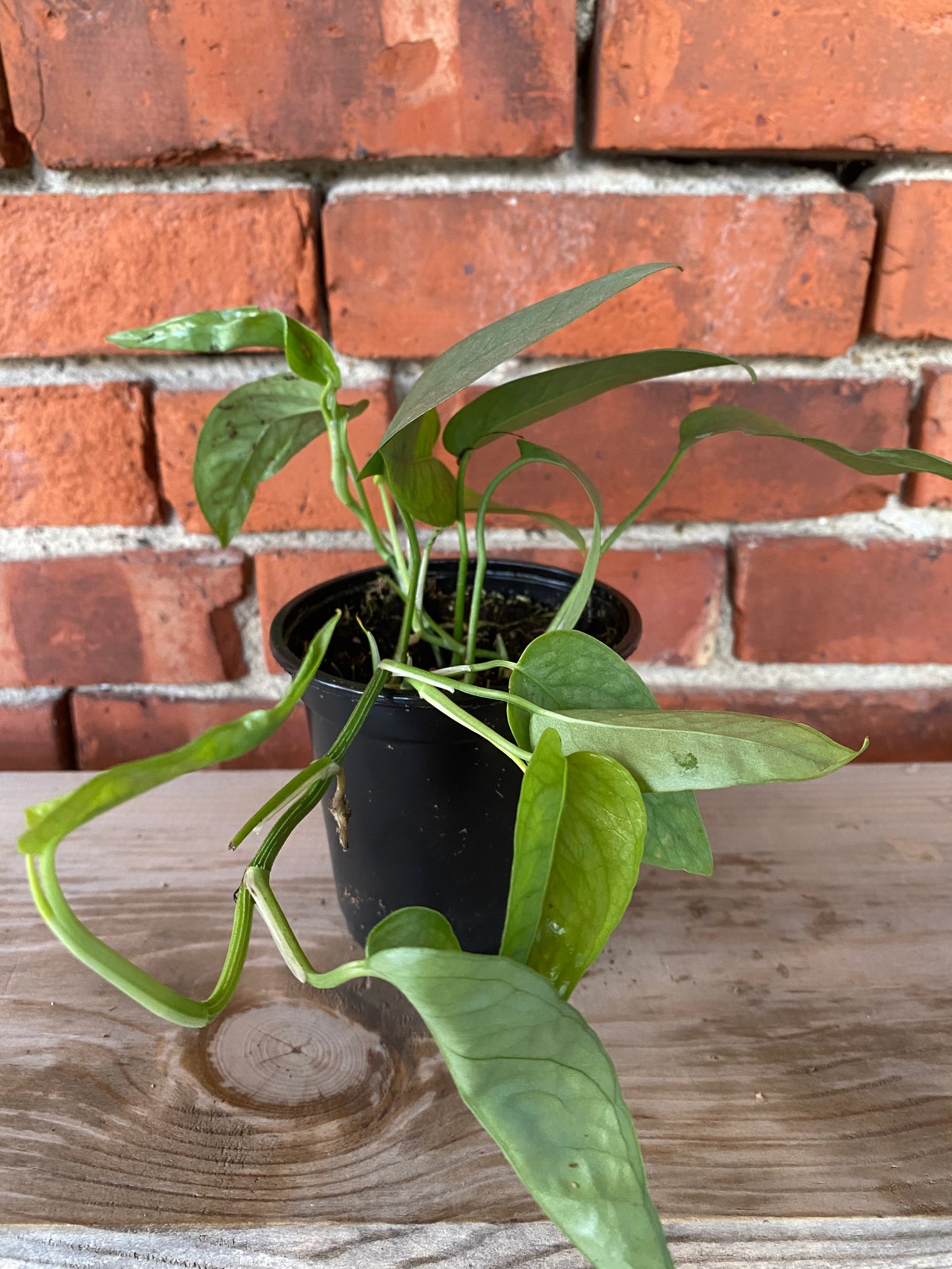 Epipremnum pinnatum 'Cebu Blue Pothos'