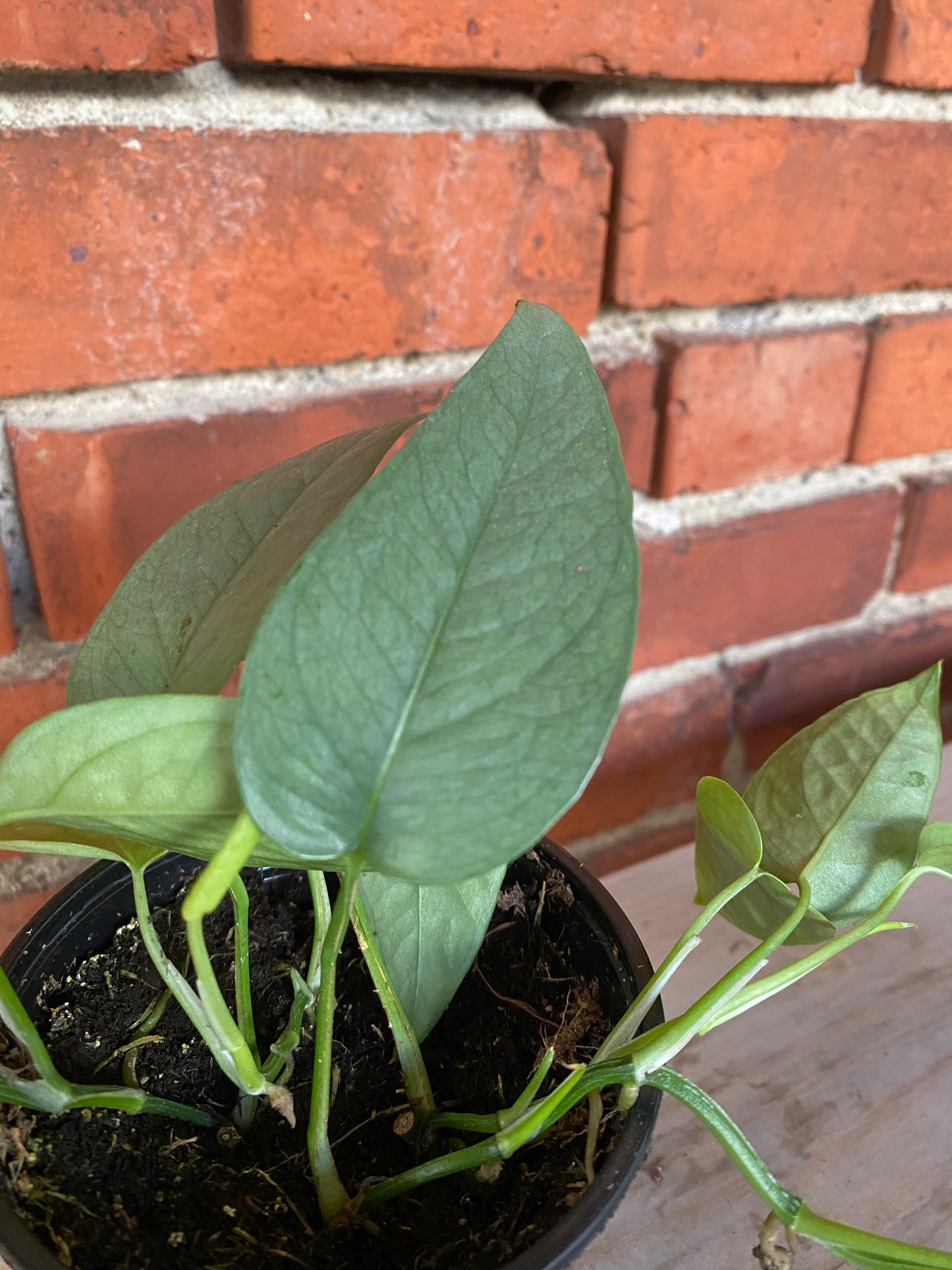Epipremnum pinnatum 'Cebu Blue Pothos'