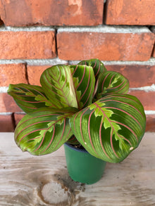 Maranta Red "Prayer Plant"