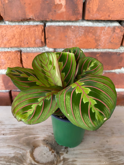 Maranta Red "Prayer Plant"