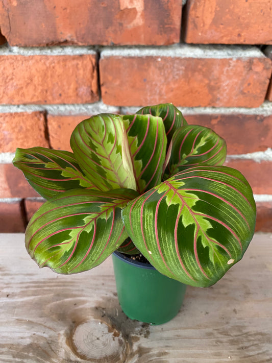 Maranta Red "Prayer Plant"