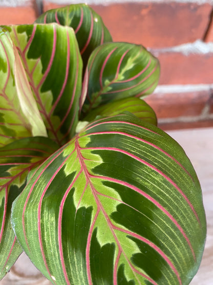 Maranta Red "Prayer Plant"