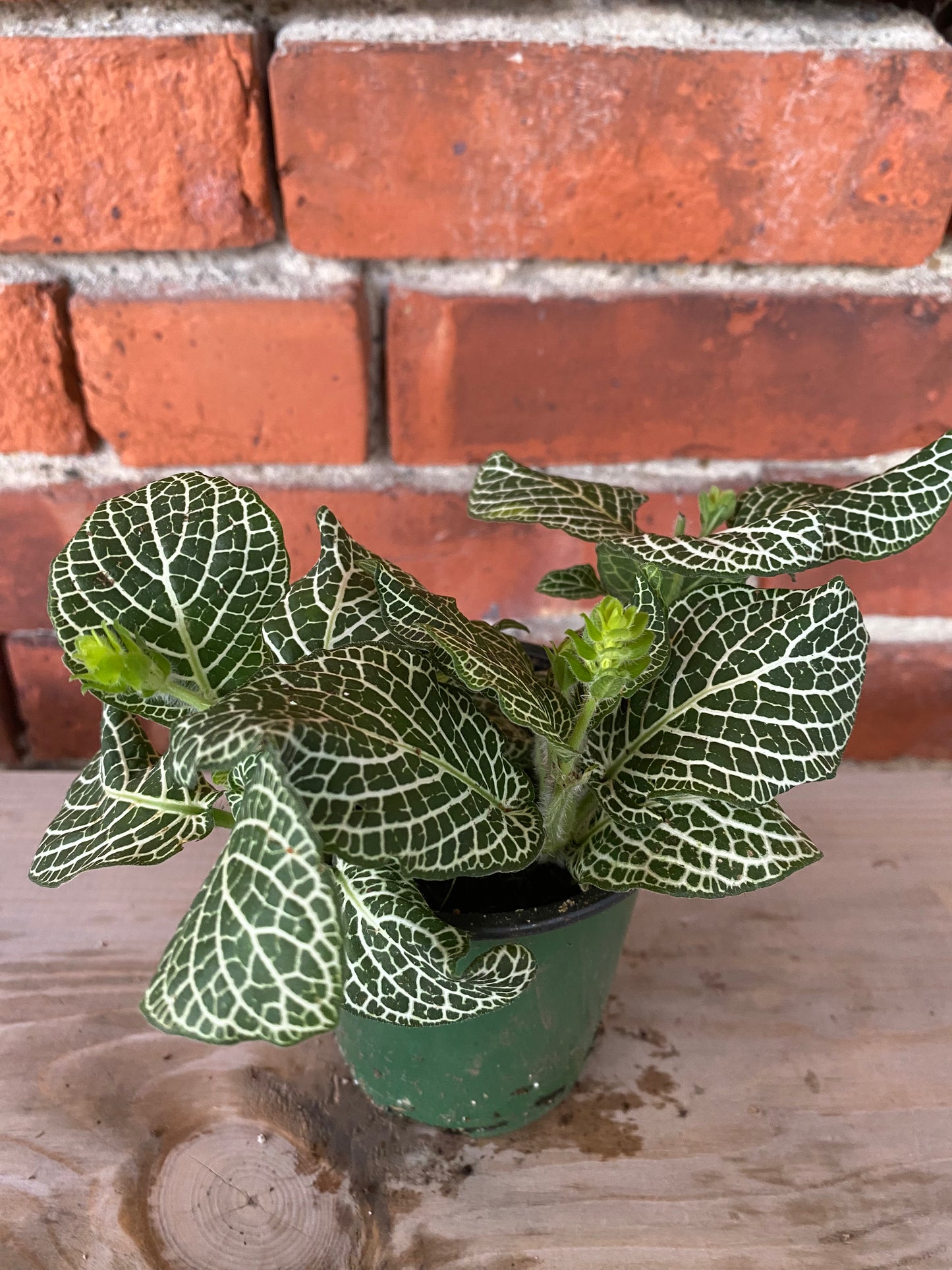 Fittonia Albivenis ‘White Nerve Plant’