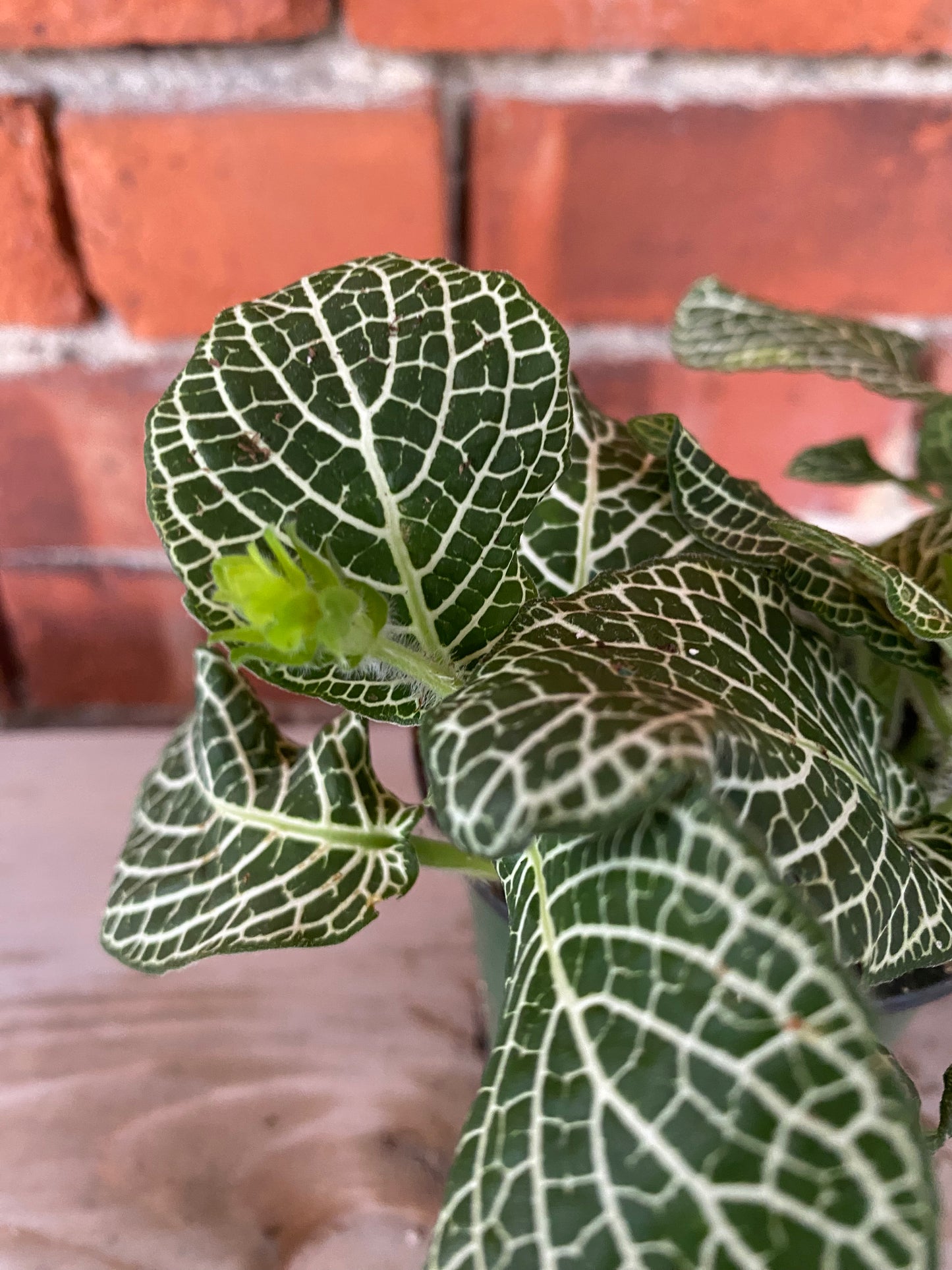 Fittonia Albivenis ‘White Nerve Plant’