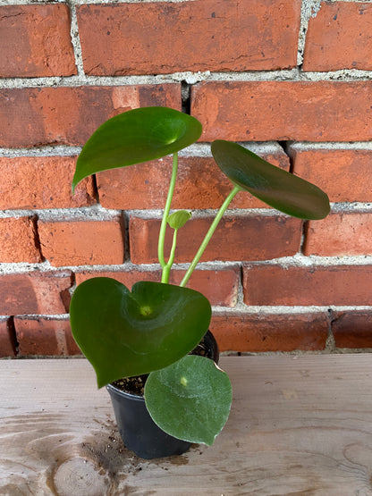 Peperomia ‘Raindrop’ - 4" Pot