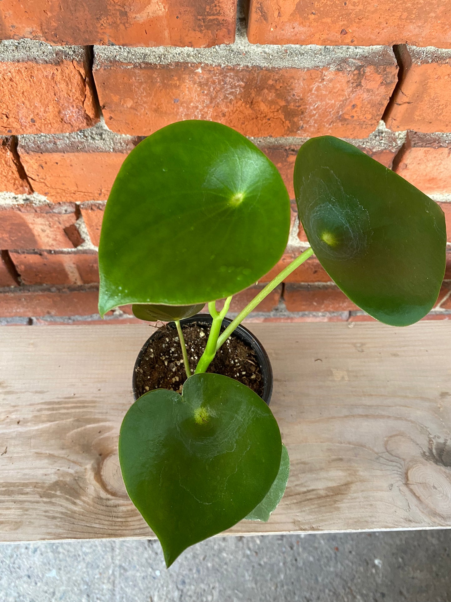 Peperomia ‘Raindrop’ - 4" Pot
