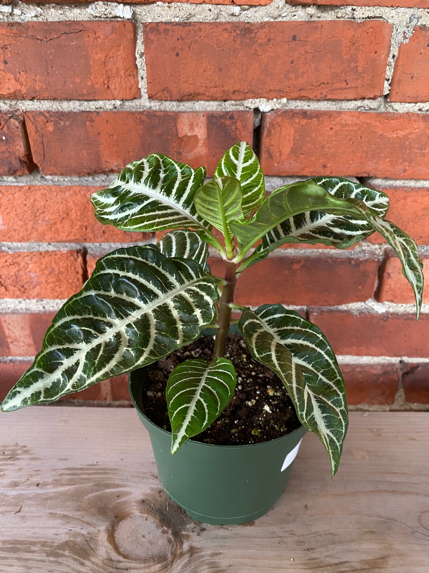 Aphelandra 'Zebra Plant'