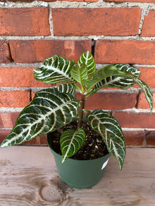 Aphelandra 'Zebra Plant'