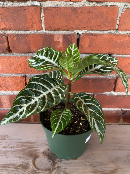 Aphelandra 'Zebra Plant'