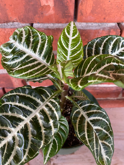 Aphelandra 'Zebra Plant'