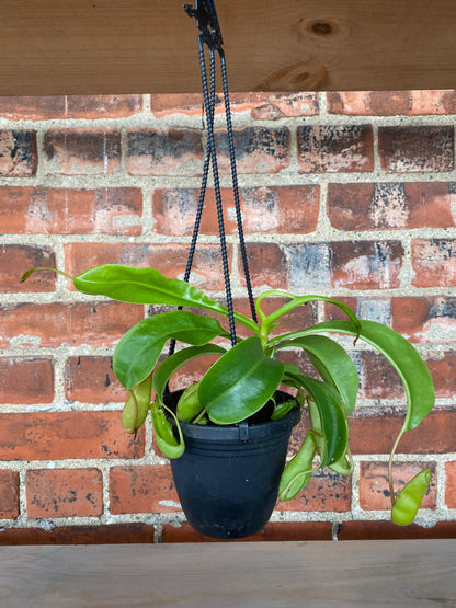 Nepenthes ‘Pitcher Plants’ - 4.5" Hanging Basket