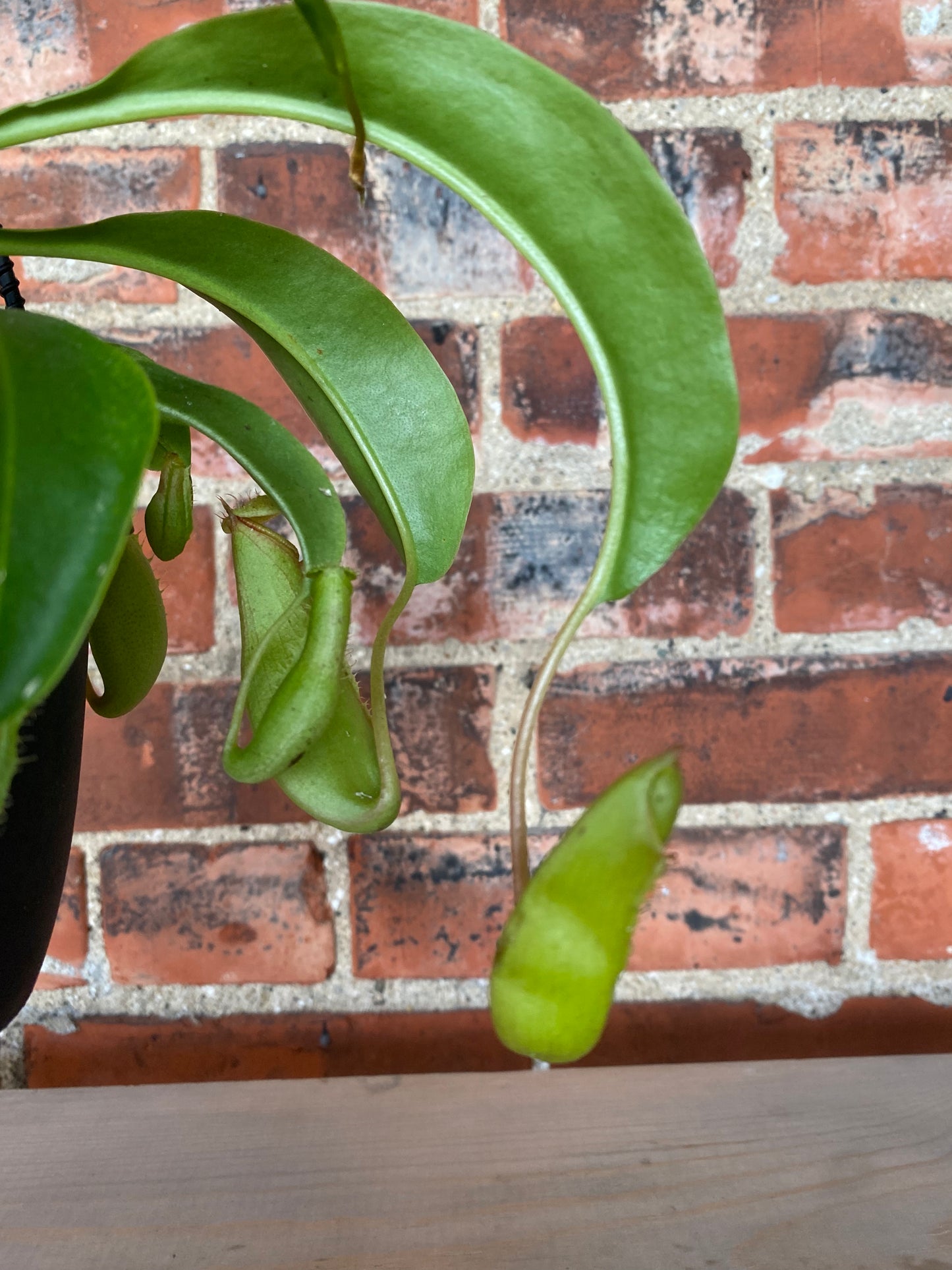 Nepenthes ‘Pitcher Plants’ - 4.5" Hanging Basket