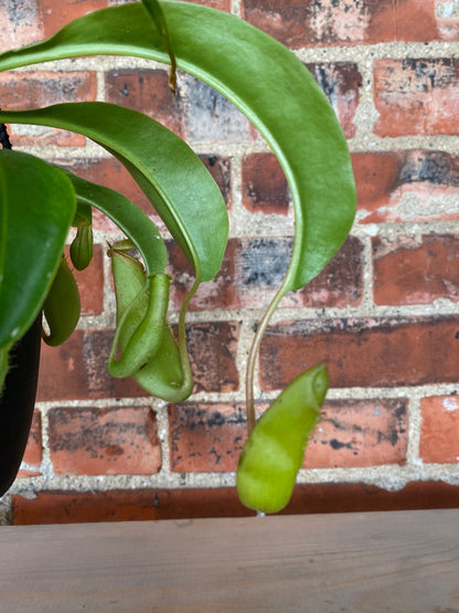 Nepenthes ‘Pitcher Plants’ - 4.5" Hanging Basket