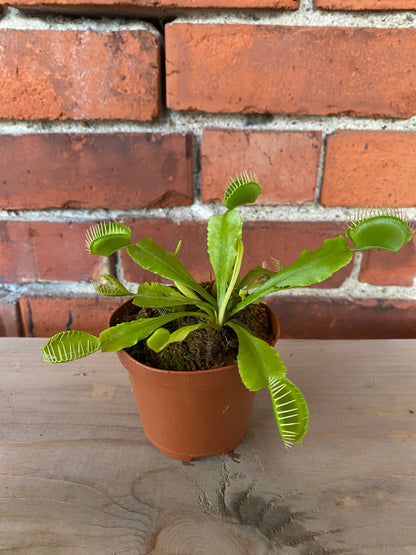 Dionaea muscipula ‘Venus Fly Trap’