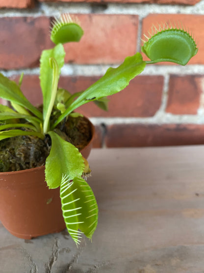 Dionaea muscipula ‘Venus Fly Trap’